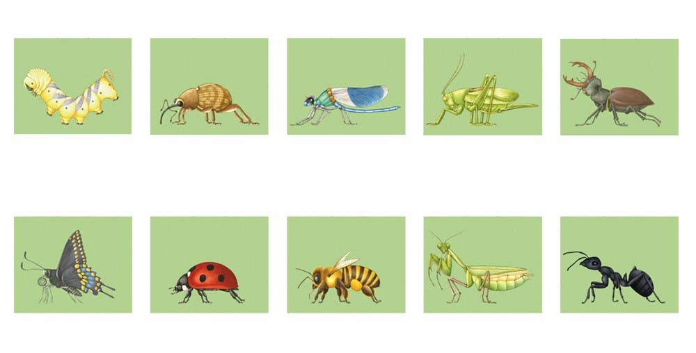 Build-A-Bug