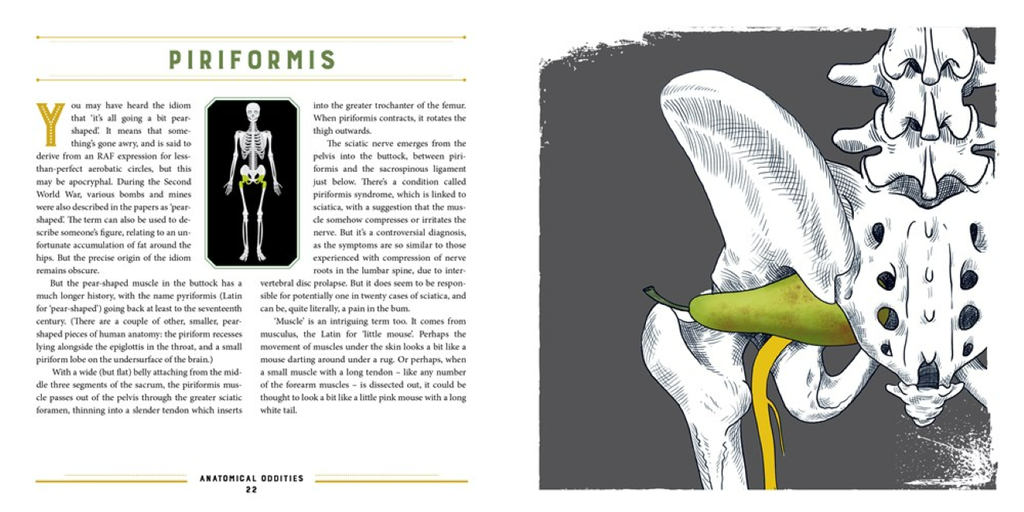 Anatomical Oddities