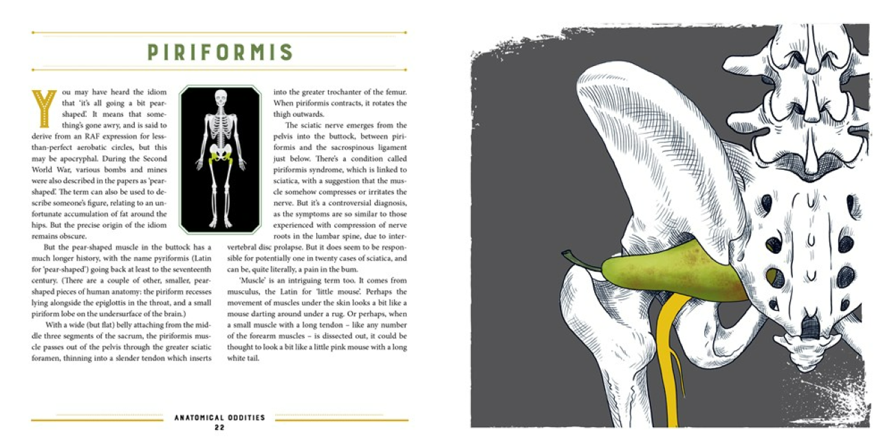 Anatomical Oddities