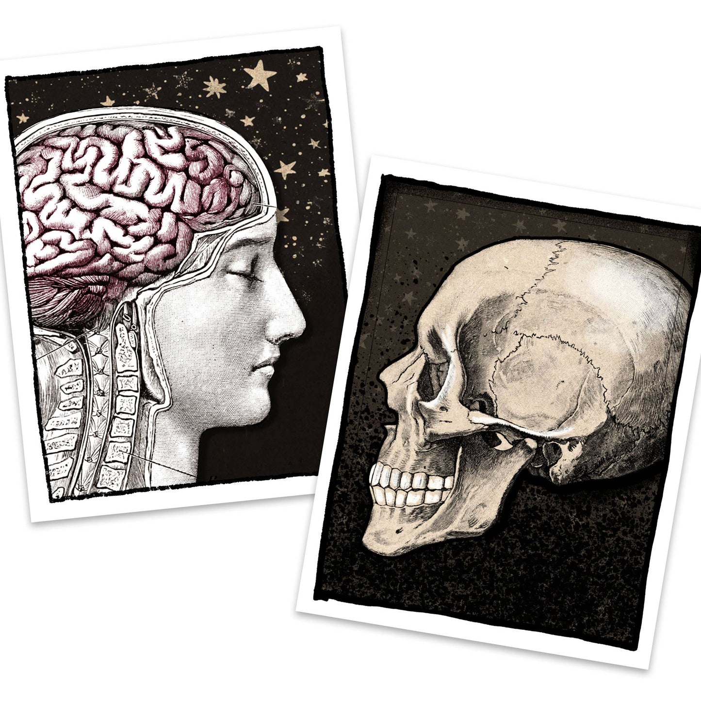 Anatomica – Human Anatomy Boxed Notecard Set