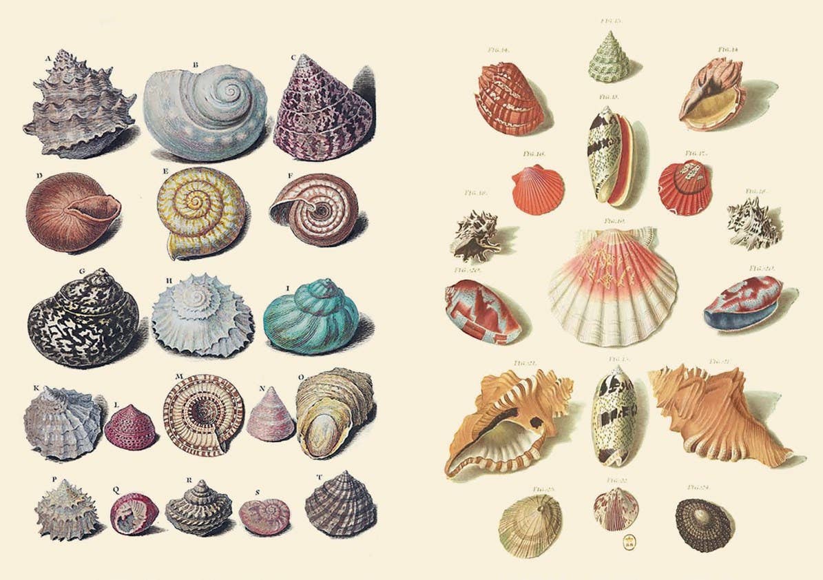 The Curious Collectibles Sticker Book