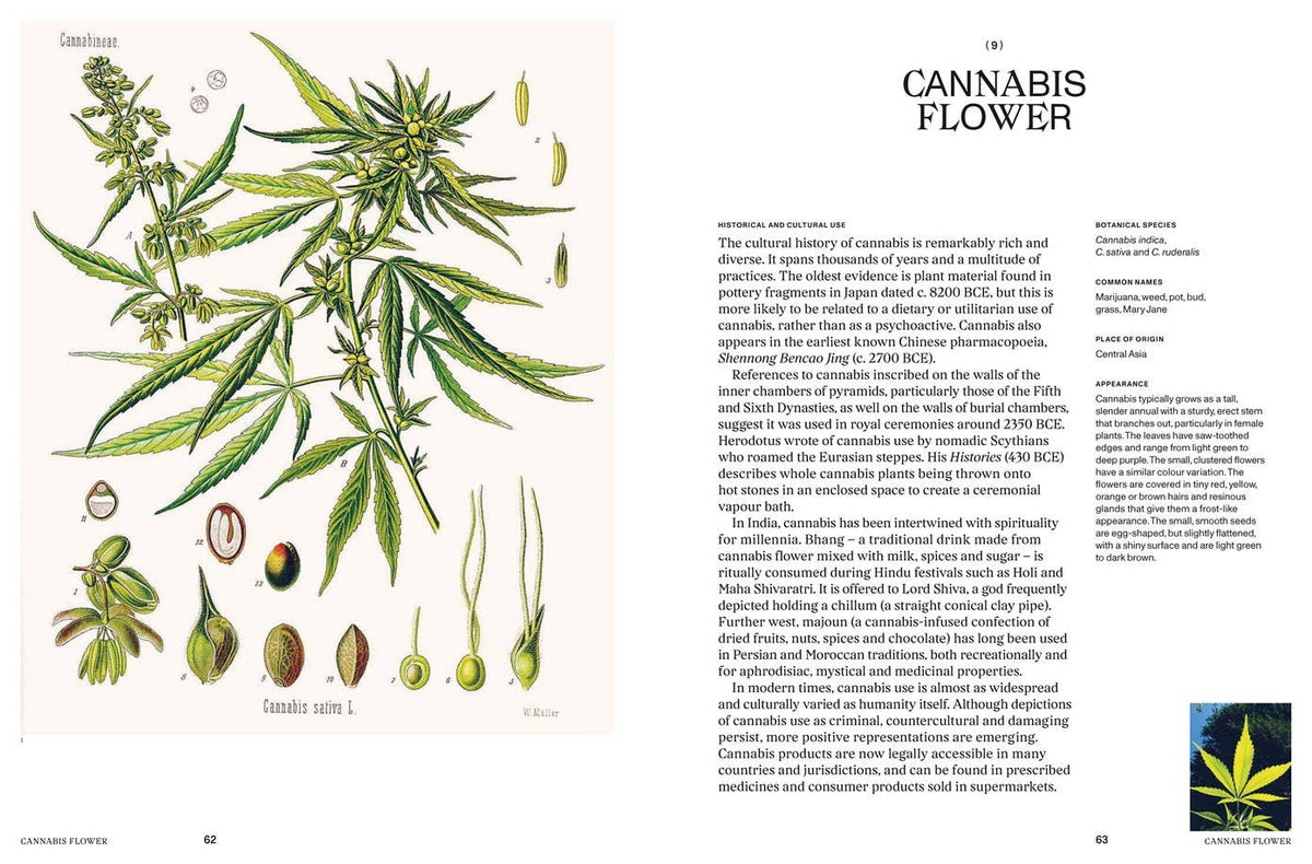 Psychoactive Plants & Fungi