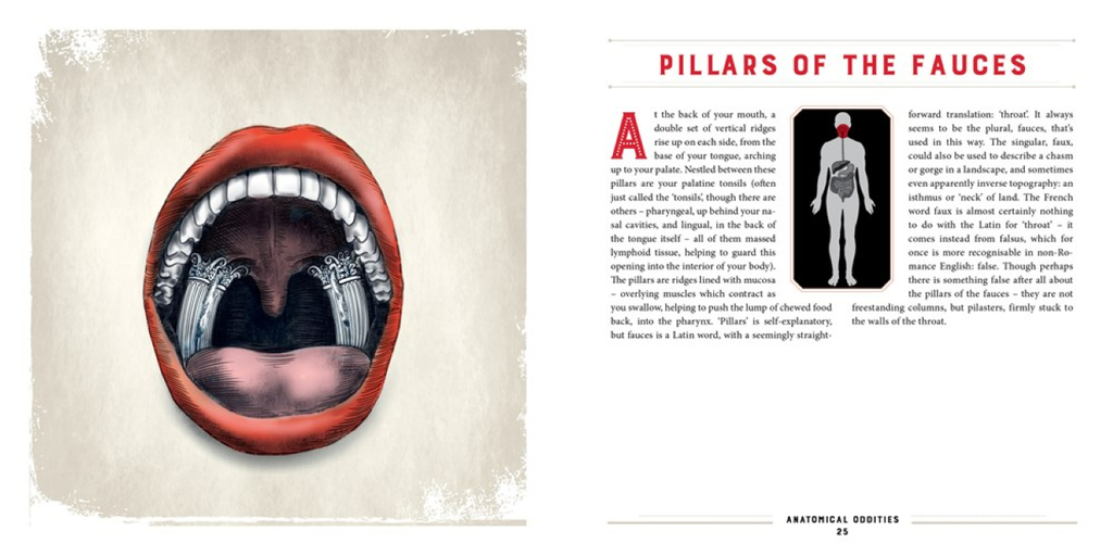 Anatomical Oddities