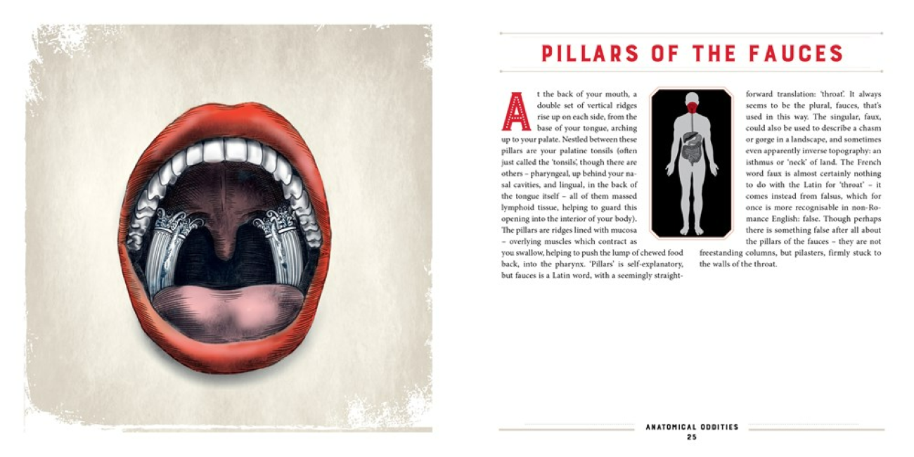 Anatomical Oddities