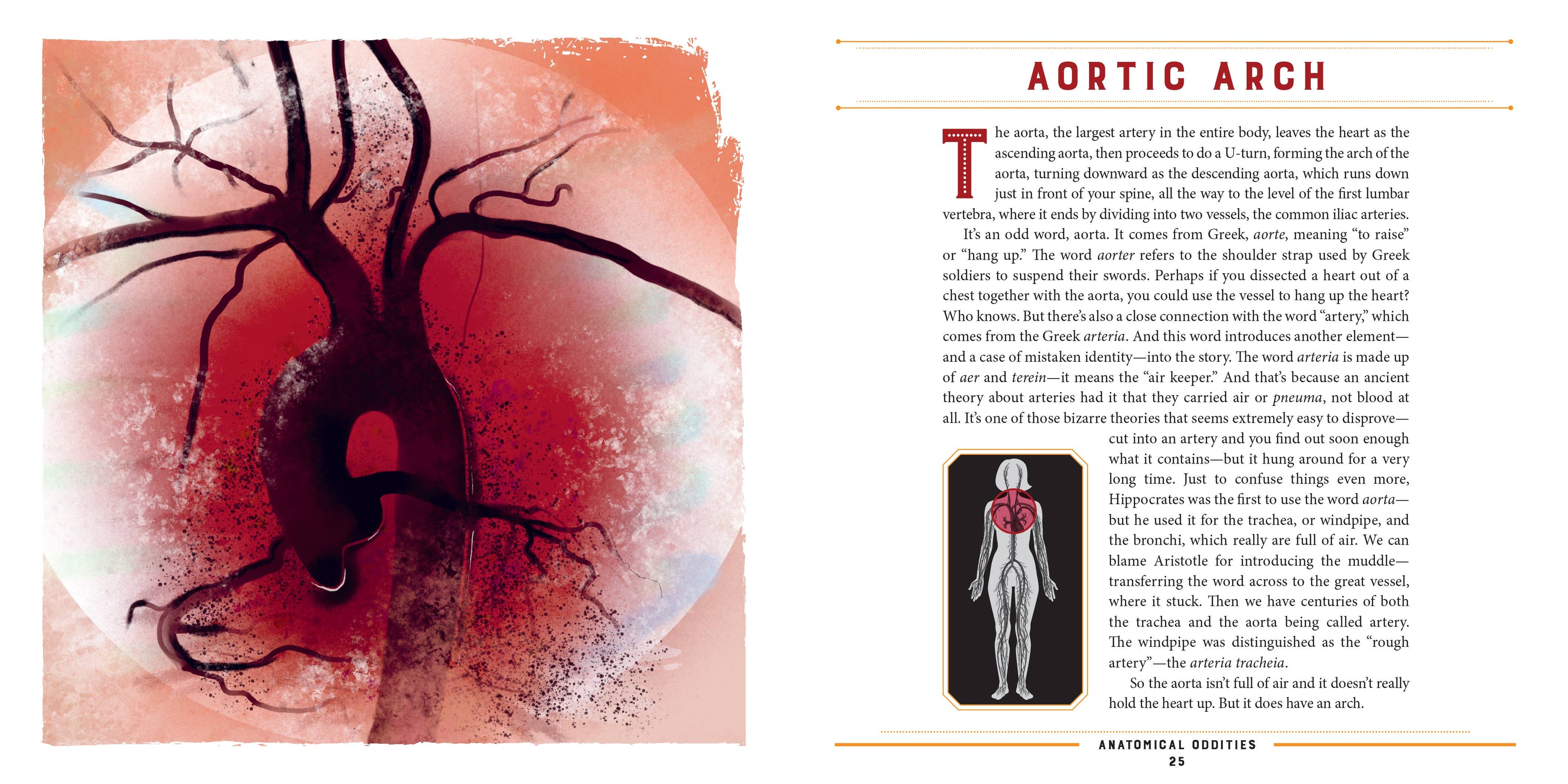 Anatomical Oddities
