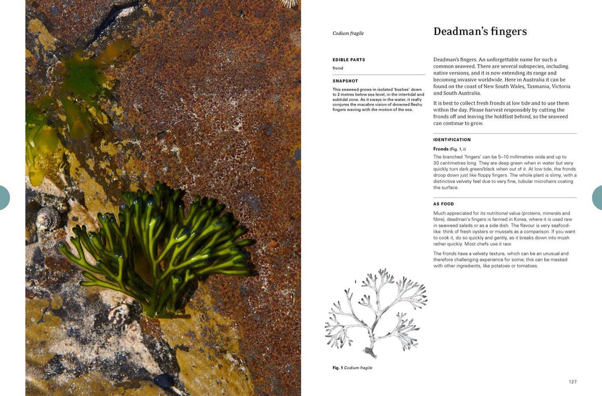 Eat Weeds: A Field Guide to Foraging