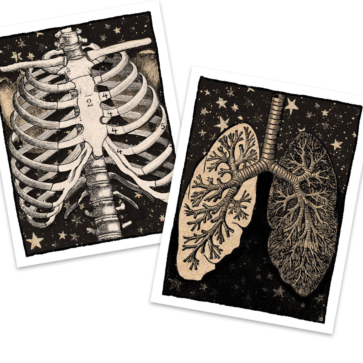 Anatomica – Human Anatomy Boxed Notecard Set
