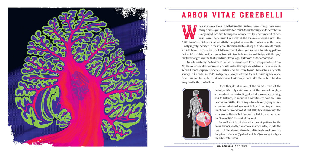 Anatomical Oddities