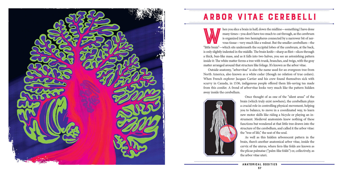 Anatomical Oddities