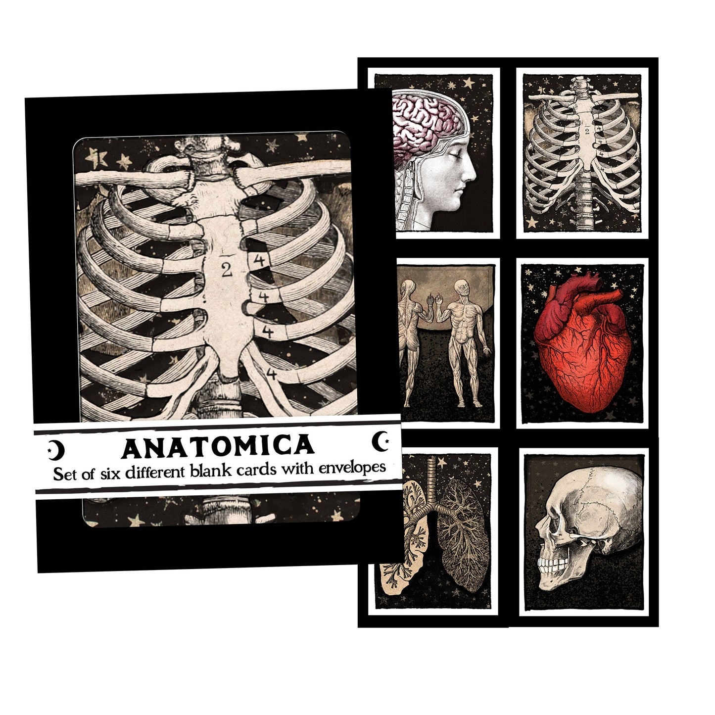 Anatomica – Human Anatomy Boxed Notecard Set