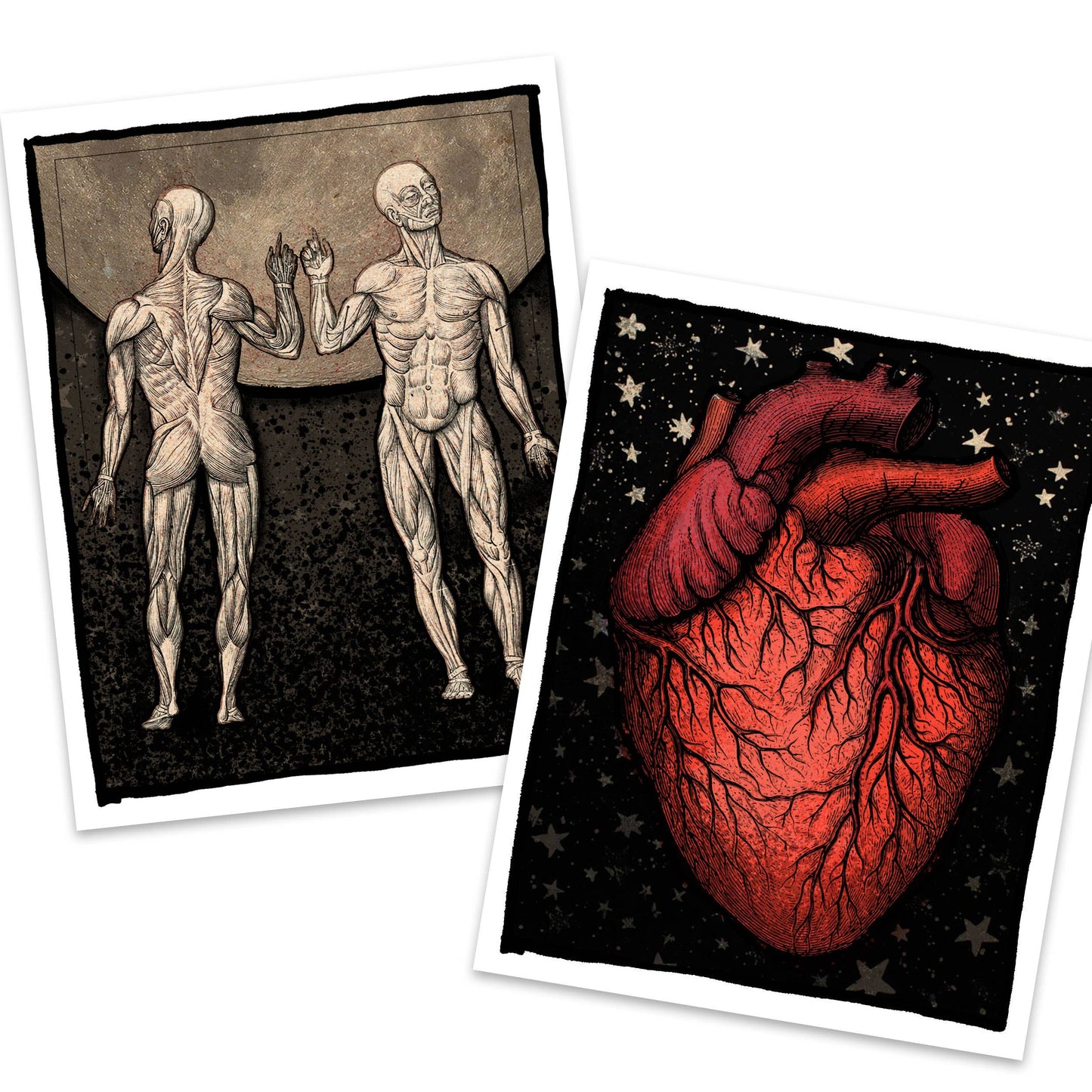 Anatomica – Human Anatomy Boxed Notecard Set