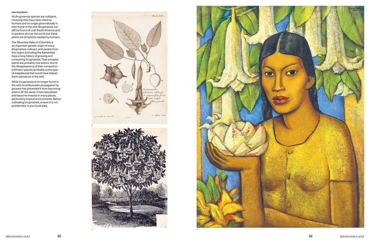Psychoactive Plants & Fungi