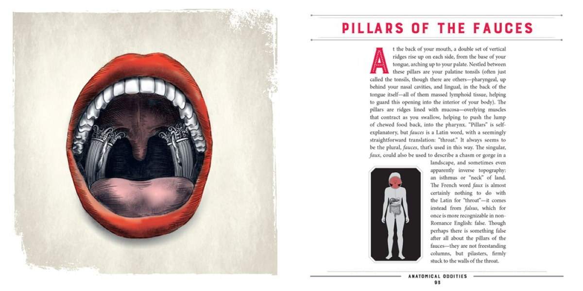 Anatomical Oddities